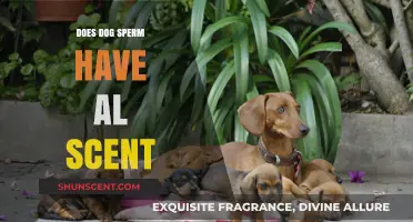 Does Dog Sperm Have a Scent? Uncovering the Truth