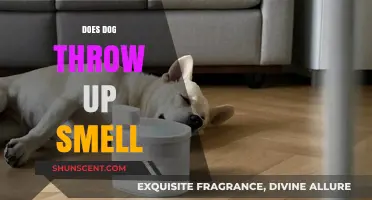 Understanding the Causes and Remedies for Dog Vomiting Odors