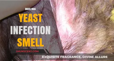 Uncovering the Truth: Does a Dog Yeast Infection Really Smell?