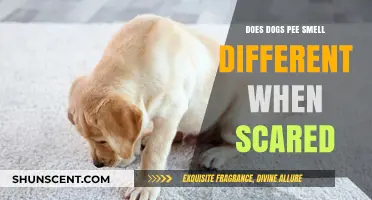 Canine Anxiety: How Fear Affects a Dog's Urine Scent