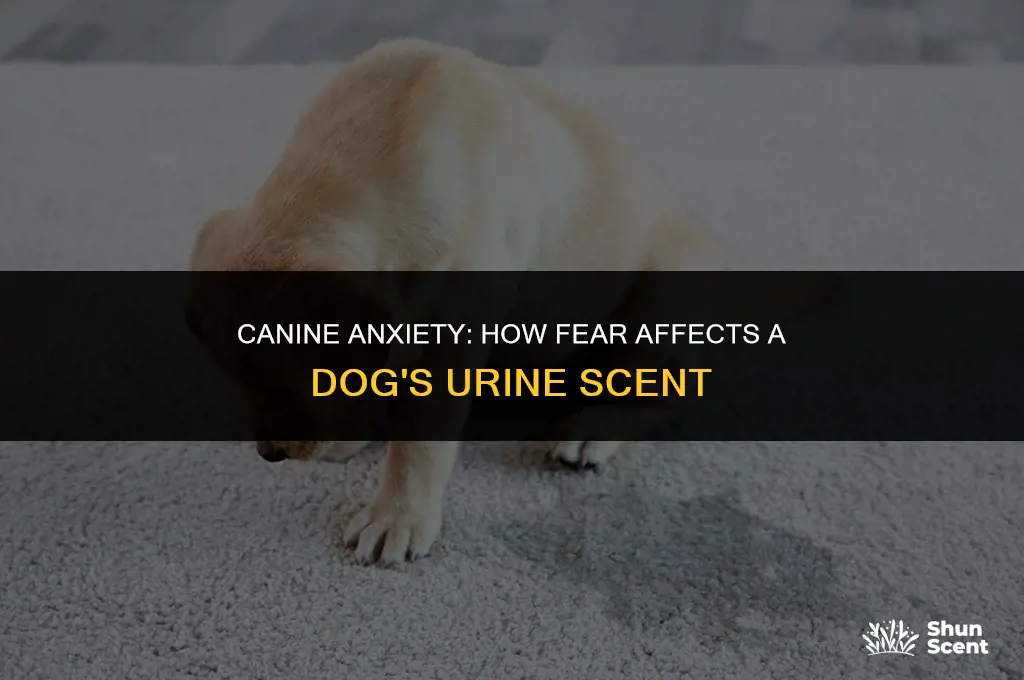 does dogs pee smell different when scared