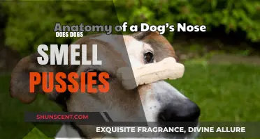 Exploring Canine Olfactory Behavior: Do Dogs Smell Pussies?