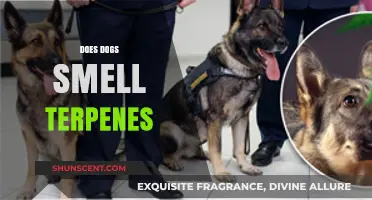 Canine Noses and Terpene Tales: Unveiling the Secrets of Dog Smell