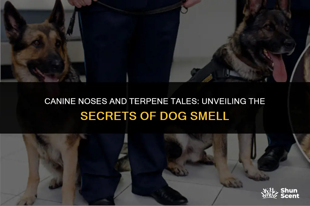 does dogs smell terpenes