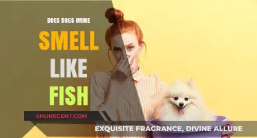 Exploring Canine Urine Odor: A Fishy Situation?