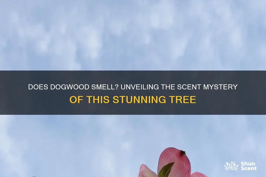 does dogwood have a scent