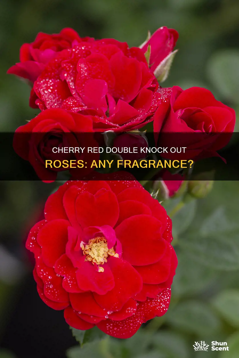 does double knock out roses cherry red have fragrance