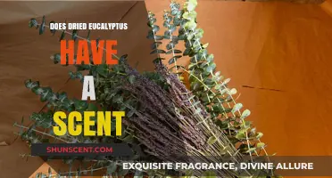 Does Dried Eucalyptus Retain Its Signature Scent? Find Out Here