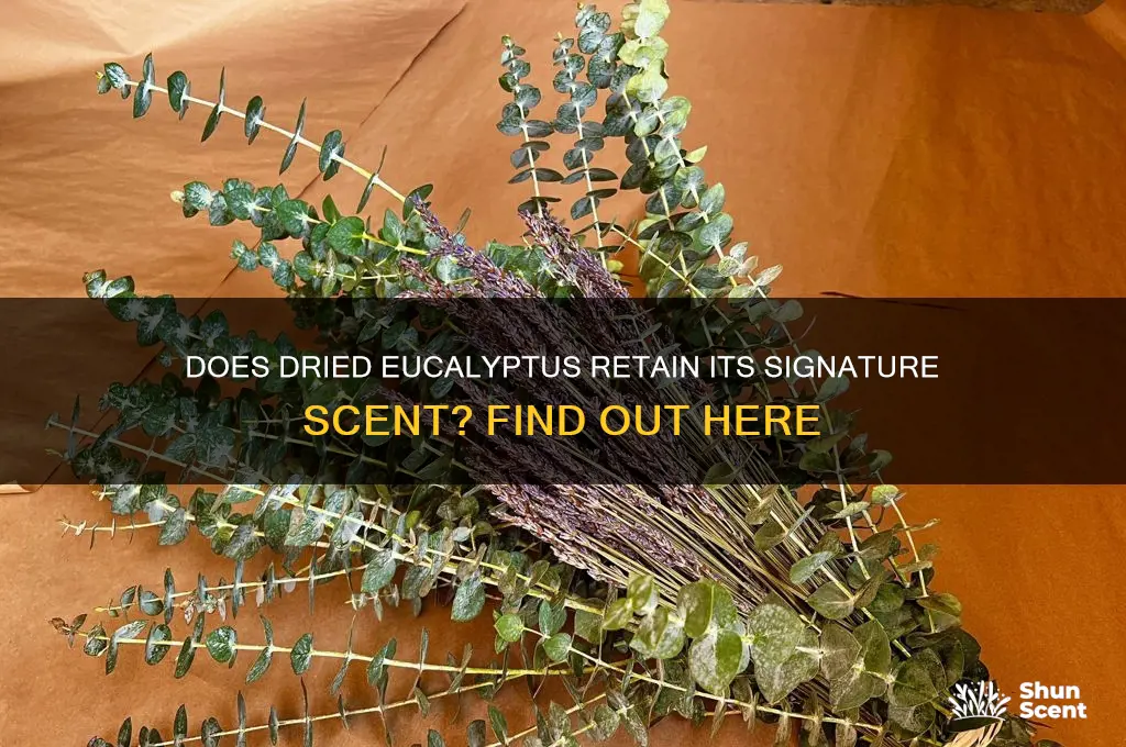 does dried eucalyptus have a scent