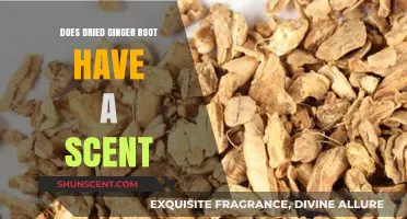 Does Dried Ginger Root Have a Scent? Uncovering the Aromatic Truth