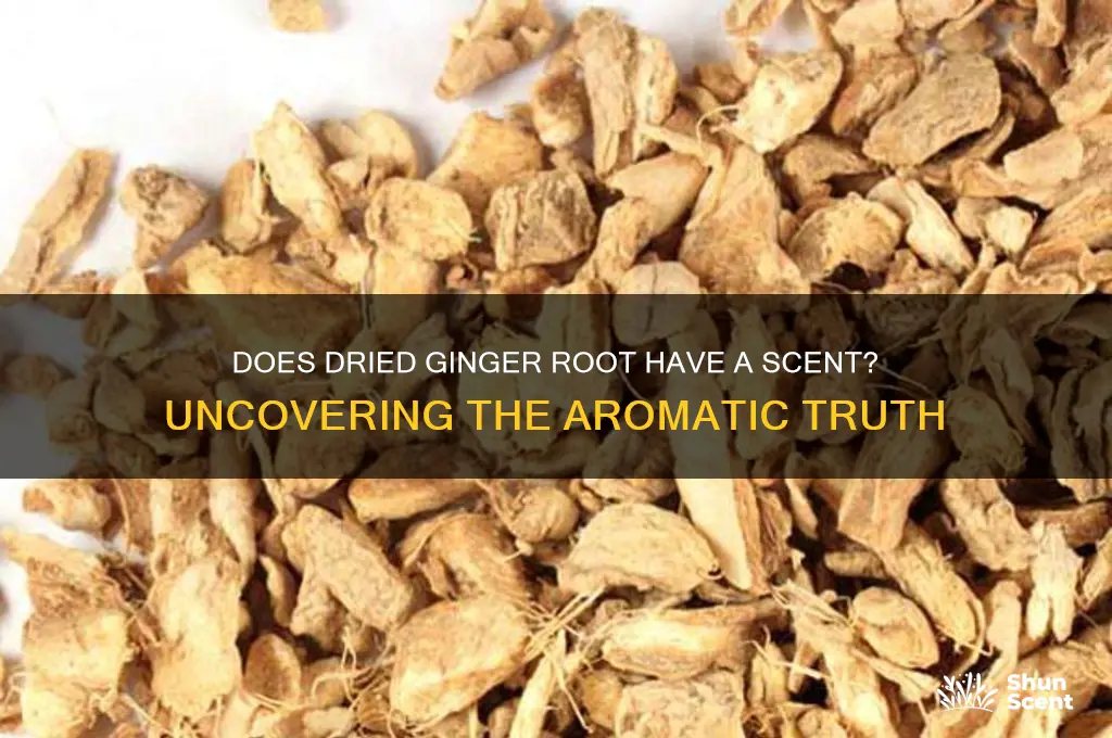 does dried ginger root have a scent