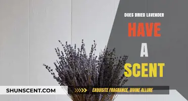 Does Dried Lavender Retain Its Scent? A Fragrant Exploration