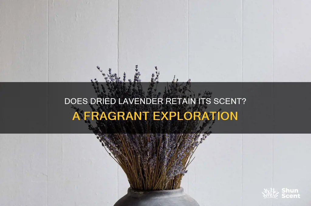 does dried lavender have a scent