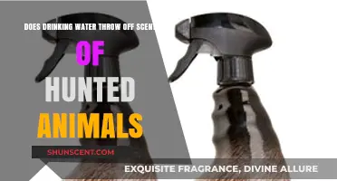 Can Drinking Water Mask Your Scent While Hunting Animals?