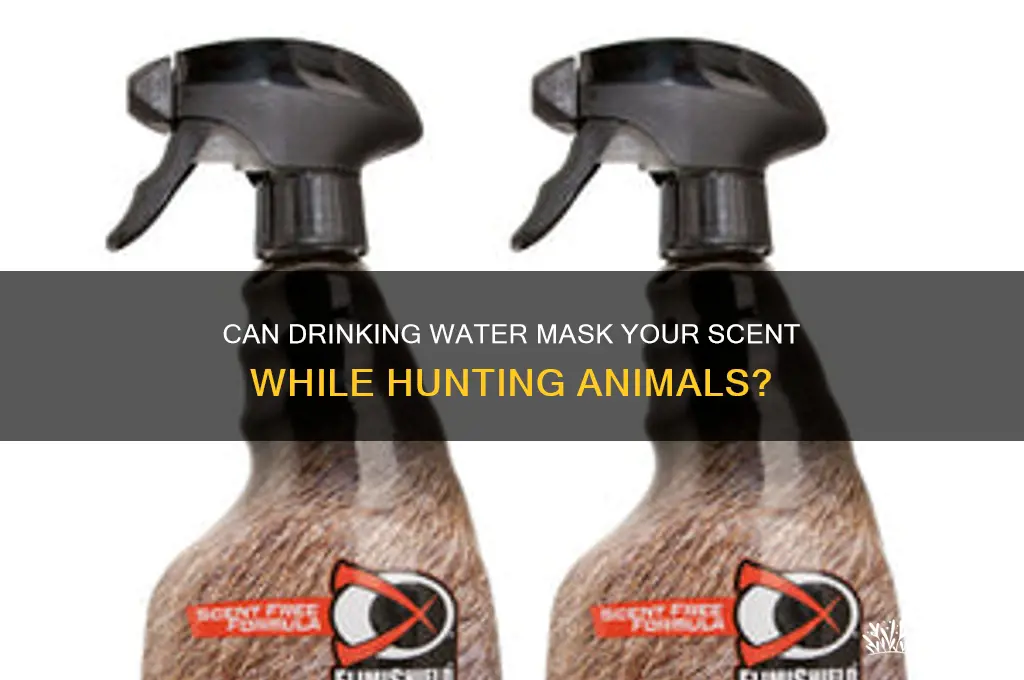 does drinking water throw off scent of hunted animals