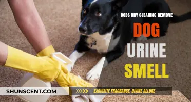 Freshening Up: Can Dry Cleaning Eliminate Dog Urine Odor?