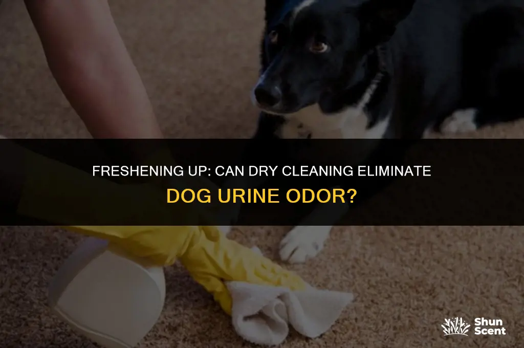 does dry cleaning remove dog urine smell