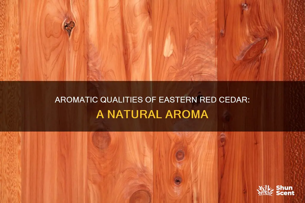 does eastern red cedar have the aroma