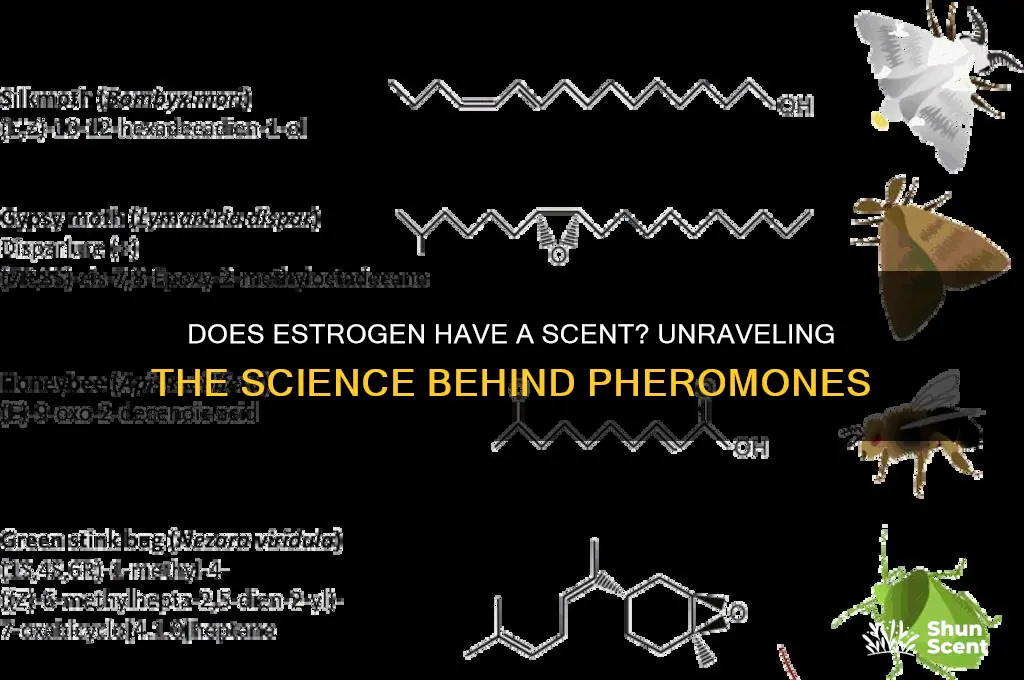 does estrogen have a scent