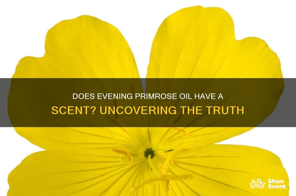 does evening primrose oil have a scent