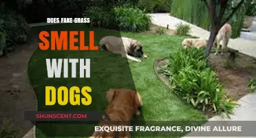 Does Fake Grass Smell with Dogs: A Comprehensive Guide for Pet Owners