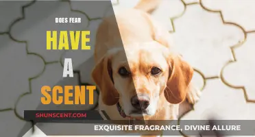 Can Fear Be Smelled? Exploring the Science Behind Emotional Scents