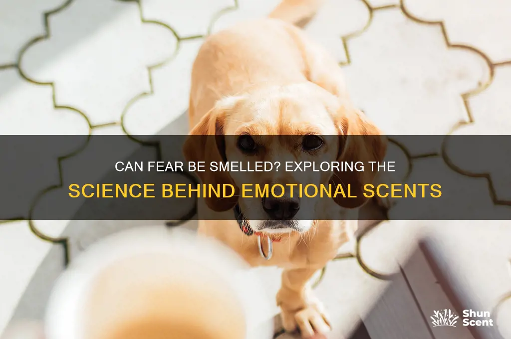 does fear have a scent