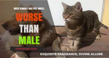 Exploring the Myth: Does Female Dog Urine Smell Worse Than Male?