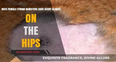 Do Female Syrian Hamsters Have Scent Glands on Their Hips?