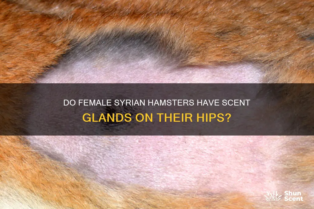 does female syrian hamsters have scent glands on the hips
