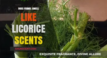 Fennel's Licorice-Like Aroma: Unraveling the Sweet Scent Mystery