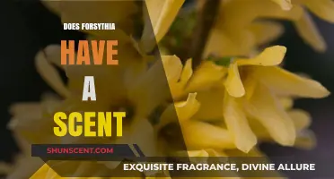 Does Forsythia Smell? Unveiling the Scent Mystery of This Spring Bloom