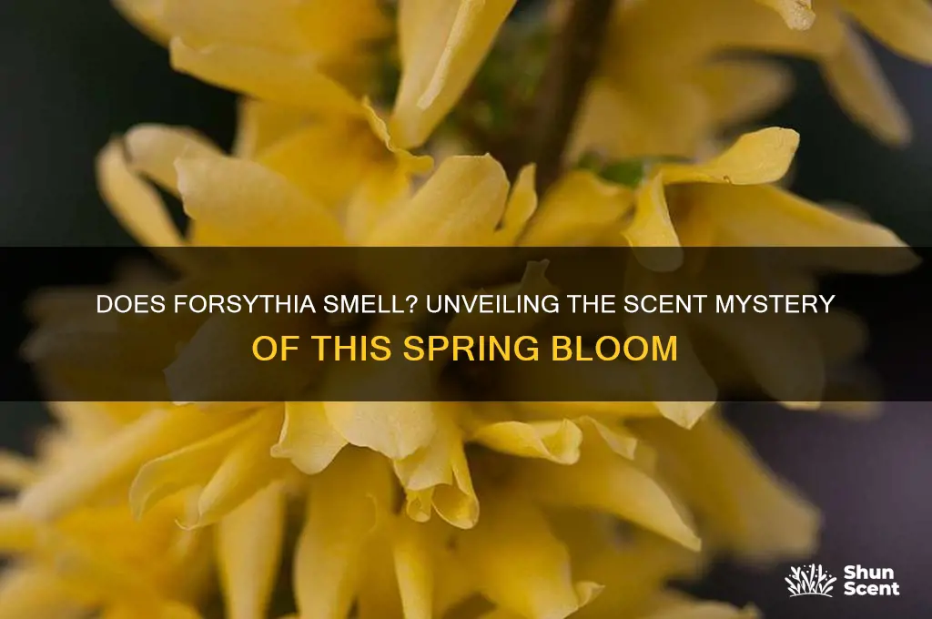 does forsythia have a scent