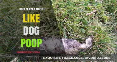The Surprising Truth About Fox Poo vs. Dog Poop: A Comparative Analysis