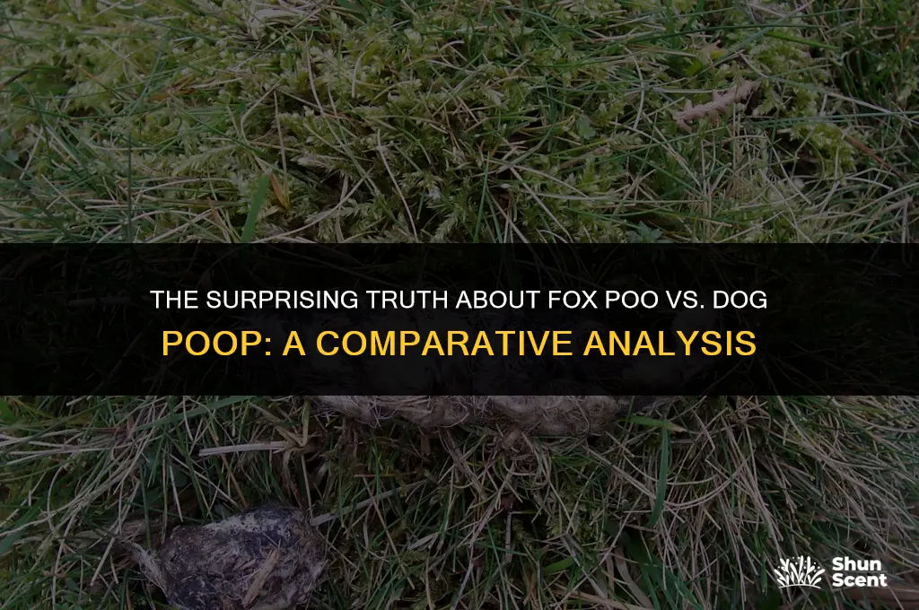 does fox poo smell like dog poop
