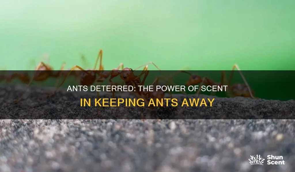 does fragrance or perfume put ants off