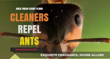 Fresh Scent Floor Cleaners: Effective Ant Repellent or Myth?