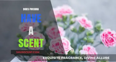 Does Fuchsia Have a Scent? Unveiling the Fragrant Truth About These Blooms