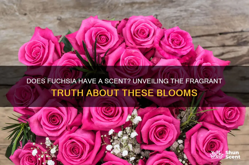 does fucshia have a scent