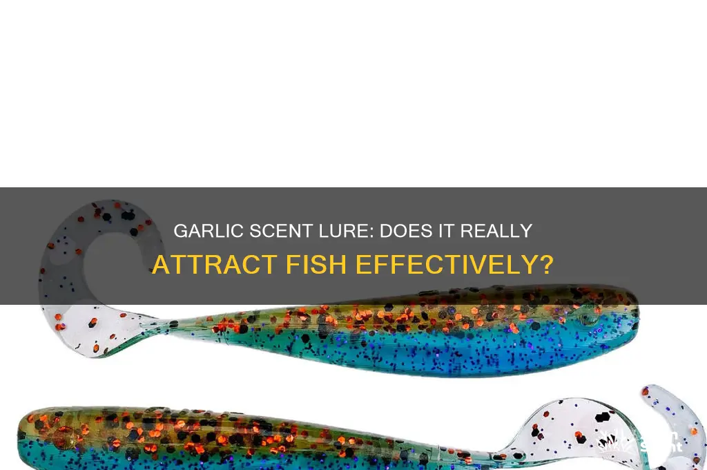 does garlic scent attract fish