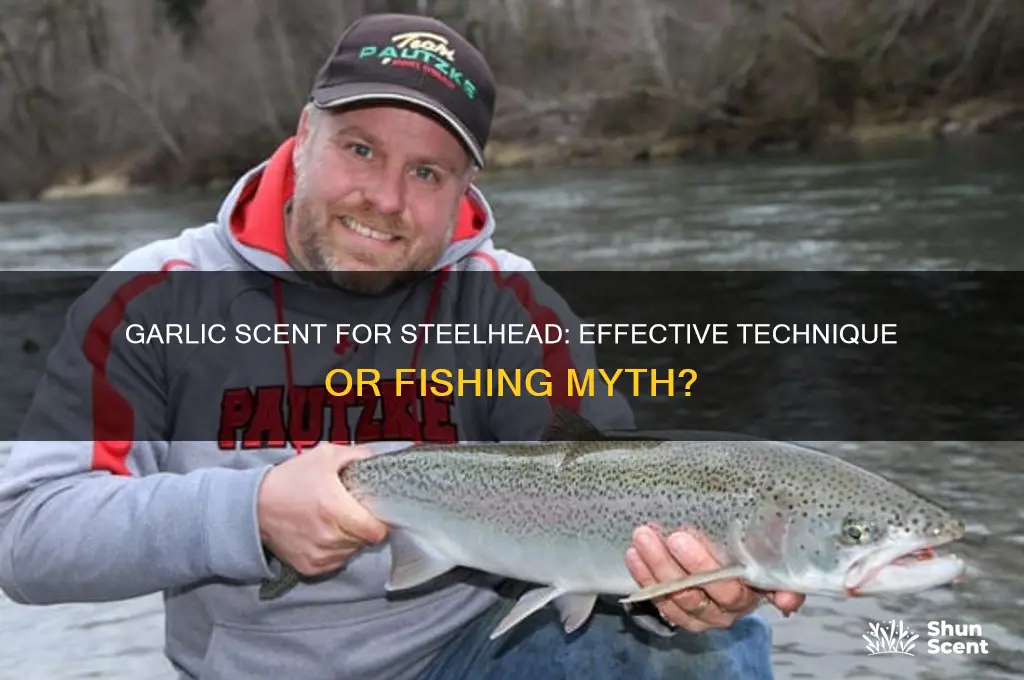 does garlic scent work for steelhead