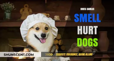 Can Garlic's Pungent Aroma Harm Our Canine Companions?