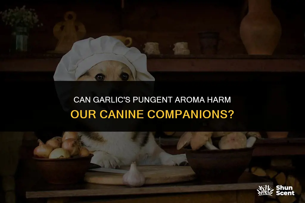 does garlic smell hurt dogs