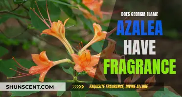 Georgia Flame Azalea: A Fragrant Experience?