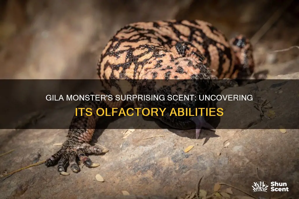 does gila monster hav good scent scent