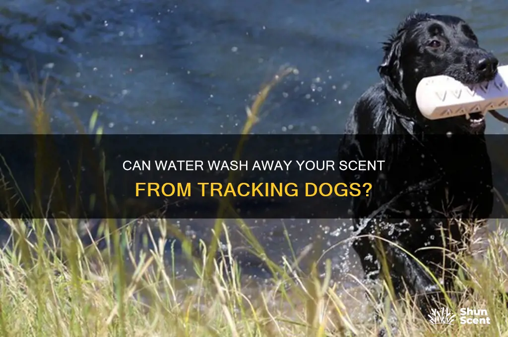 does going through water lose your scent for dogs