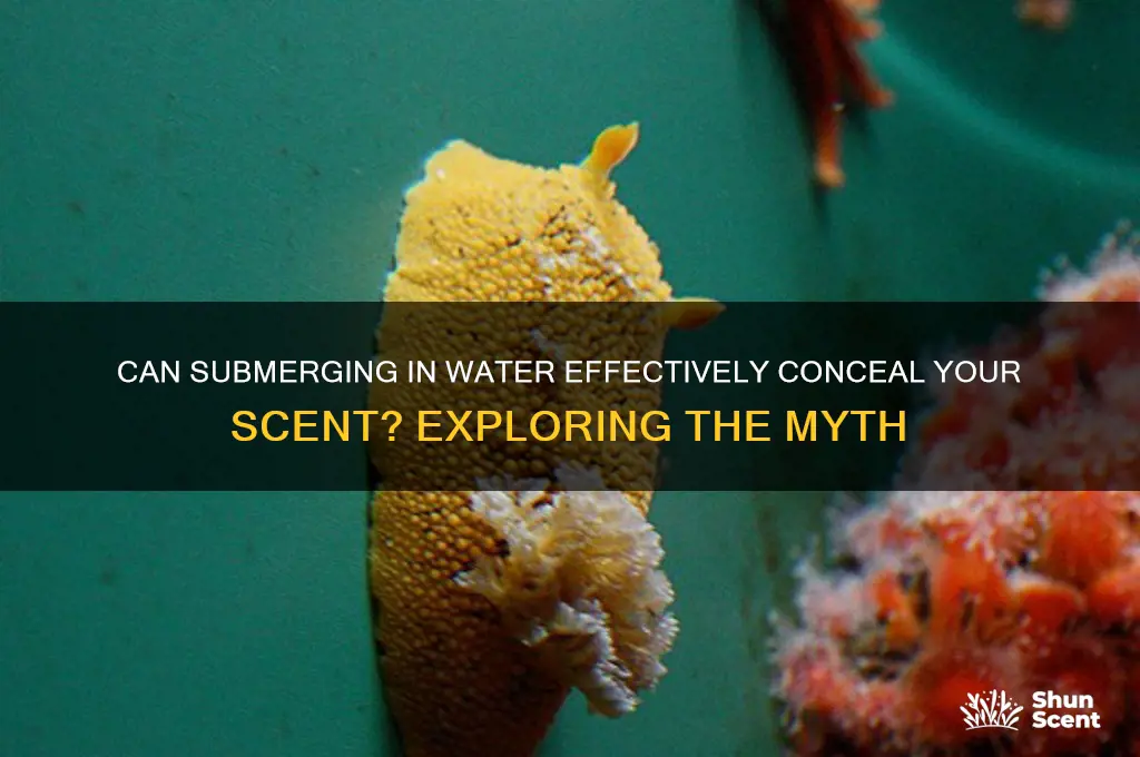 does going under water help hide your scent