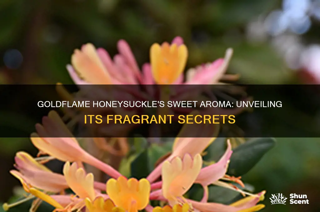 does goldflame honeysuckle have a scent