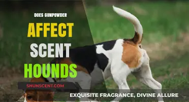 Gunpowder's Impact on Scent Hounds: Hunting Efficiency and Olfactory Challenges