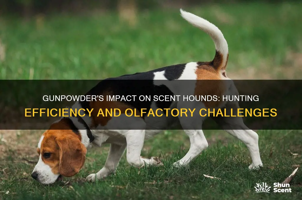 does gunpowder affect scent hounds